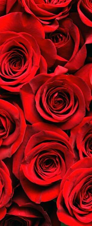 Shop our Best Selling Flower Arrangements