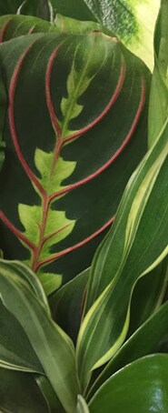 Plants