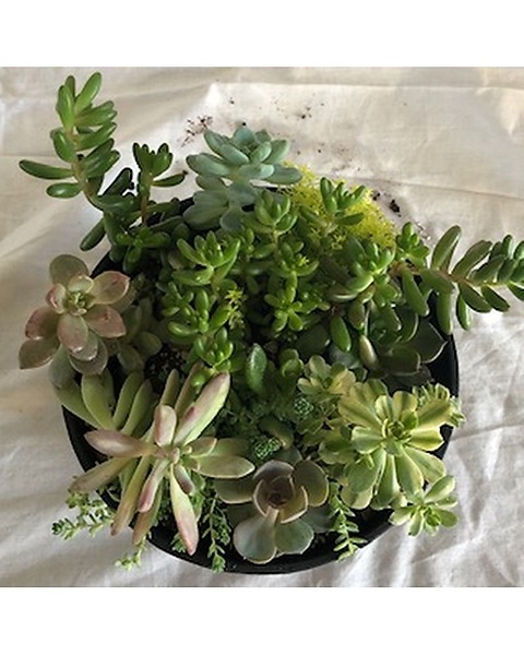 plant pot mover Potted Plant Mover main image 1