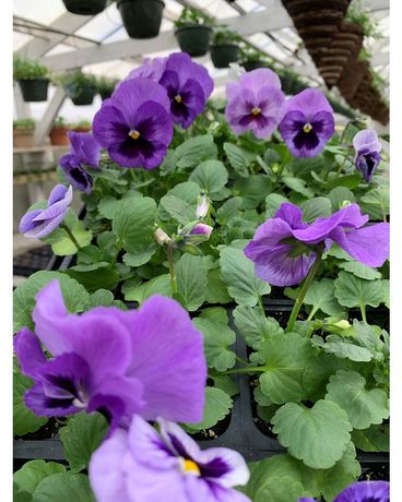 Pansys Plant