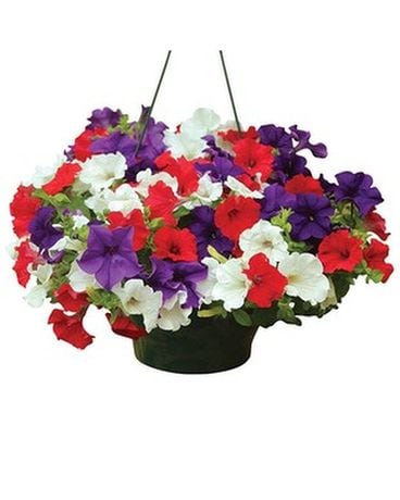 Petunia Hanging Basket Plant