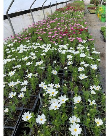 Cosmos Plant