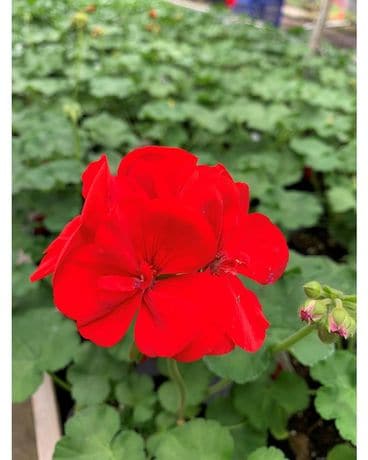 Geranium Plant