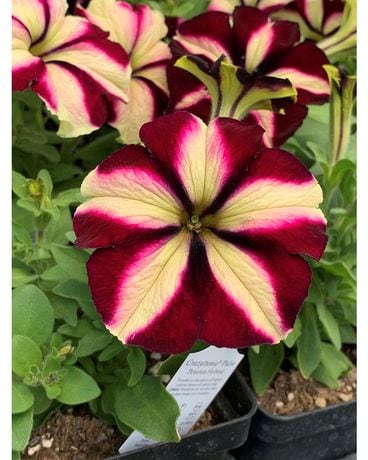 Wave Petunia Plant