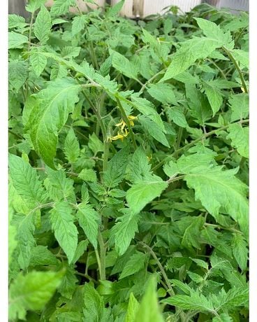 Tomato Plant Plant
