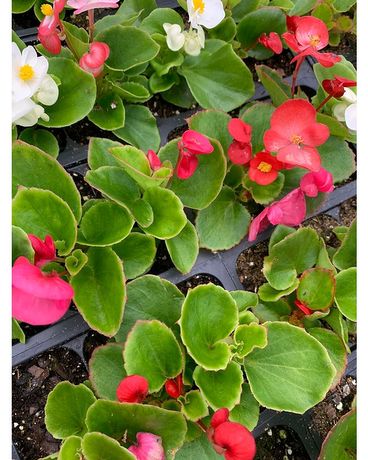 Wax Begonias Plant