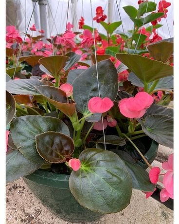 Begonia Hanging Basket Plant