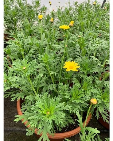 Marguarite Daisy Deck Planter Plant