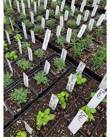 HERBS Plant