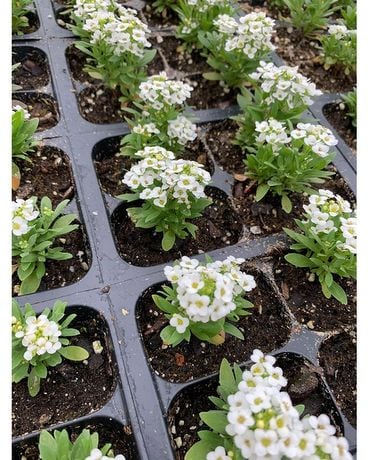 ALYSSUM Plant