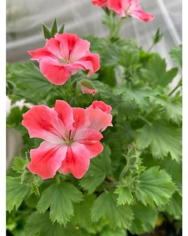 Martha Washington Geraniums Plant