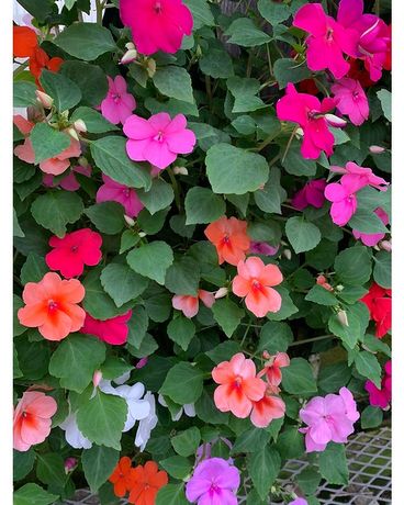 Impatiens in a hanging bag Flower Arrangement