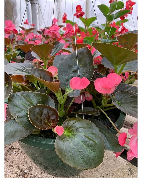 Begonia Hanging Basket in Oconomowoc WI - Rhodee's Floral & Greenhouses
