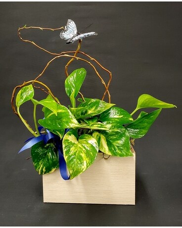 Butterfly Planter Box Plant