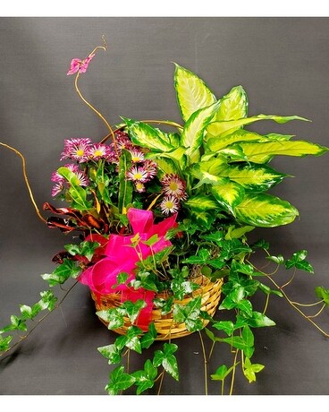 European Garden Basket Plant