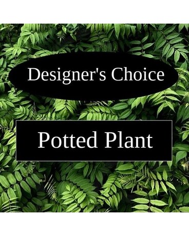 Designer's Choice - Green Plants Plant