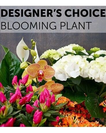 Designer's Choice - Blooming Plants Plant