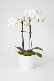 Opulent Orchid Plants Plant