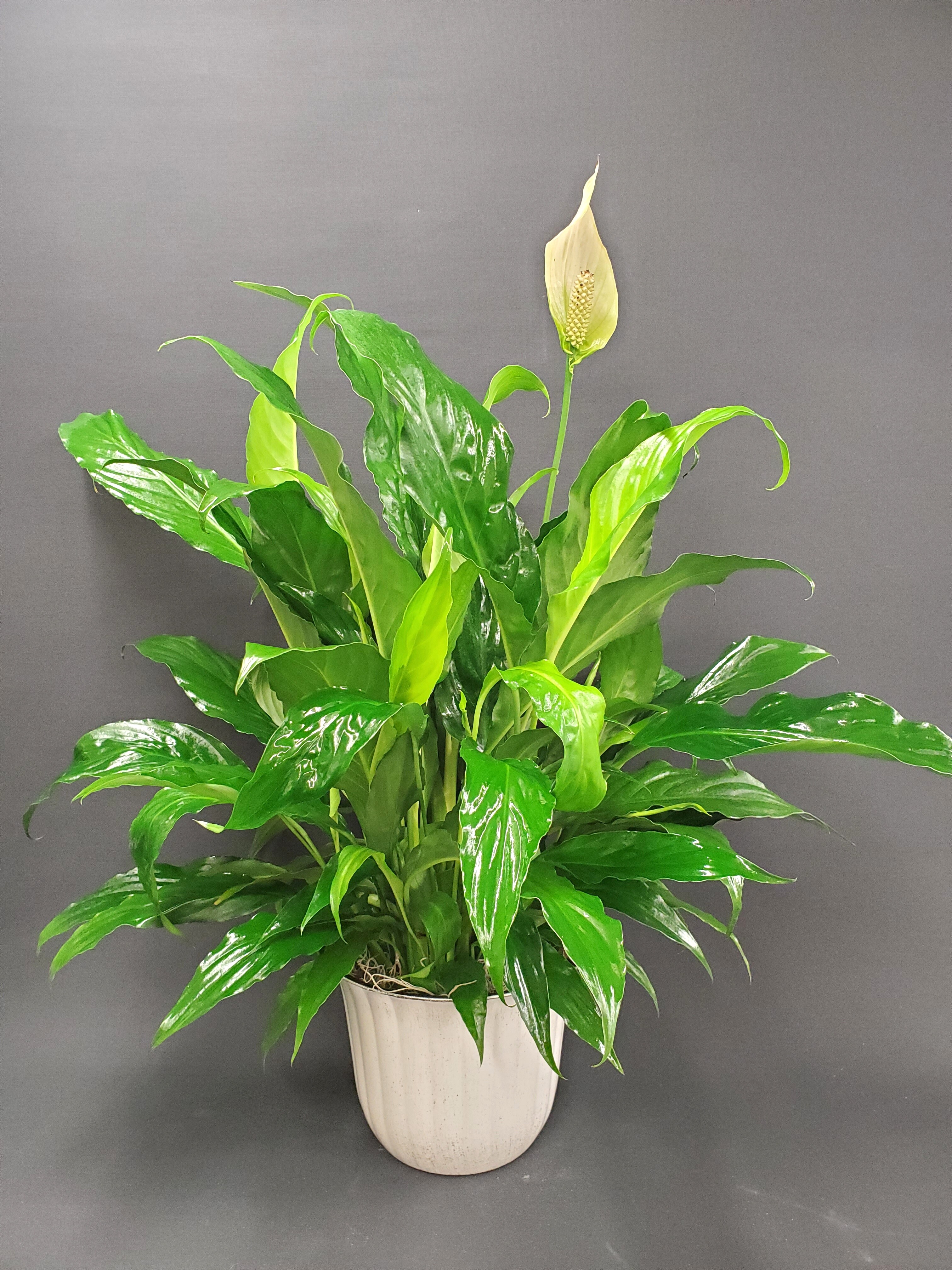 Peace Lily Planter Plant