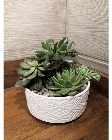 Peacock Feather Dolomite Container Succulent Garde Dish Garden Plant