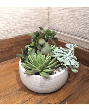 Grey Brushstroke Finish Container Succulent Garden Specialty Arrangement