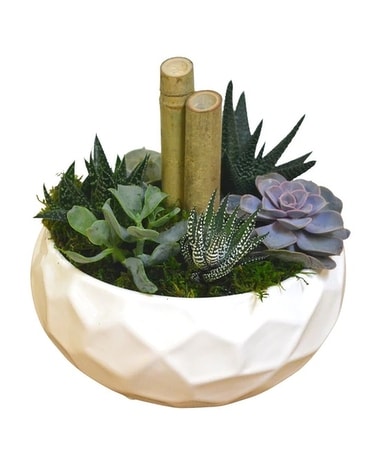 White Embossed Succulent Planter Plant