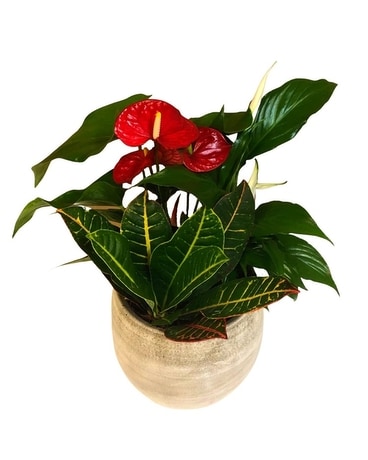 Cresta Anthurium Planter Plant