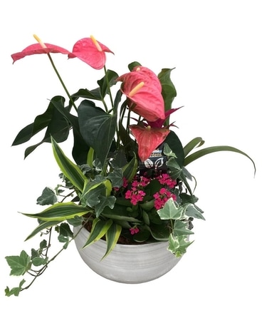 White Wash Extra Large Anthurium Plant