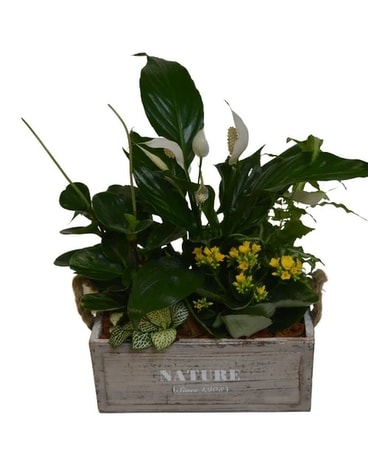 Tropical Nature Box Plant