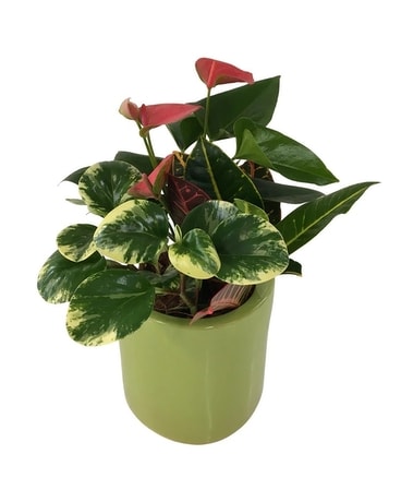 Lime Mixed Tropical Planter Plant