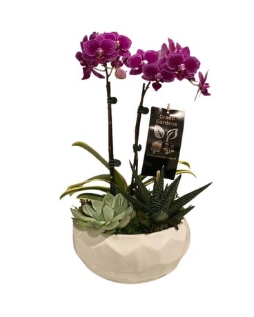 Orchid/Succulent Planter Plant