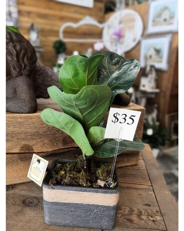 Listowel Florist Indoor Plant Dish Garden Plant