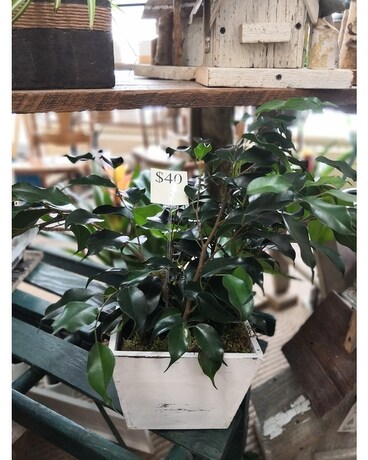 Listowel Florist Indoor Plant Flower Arrangement