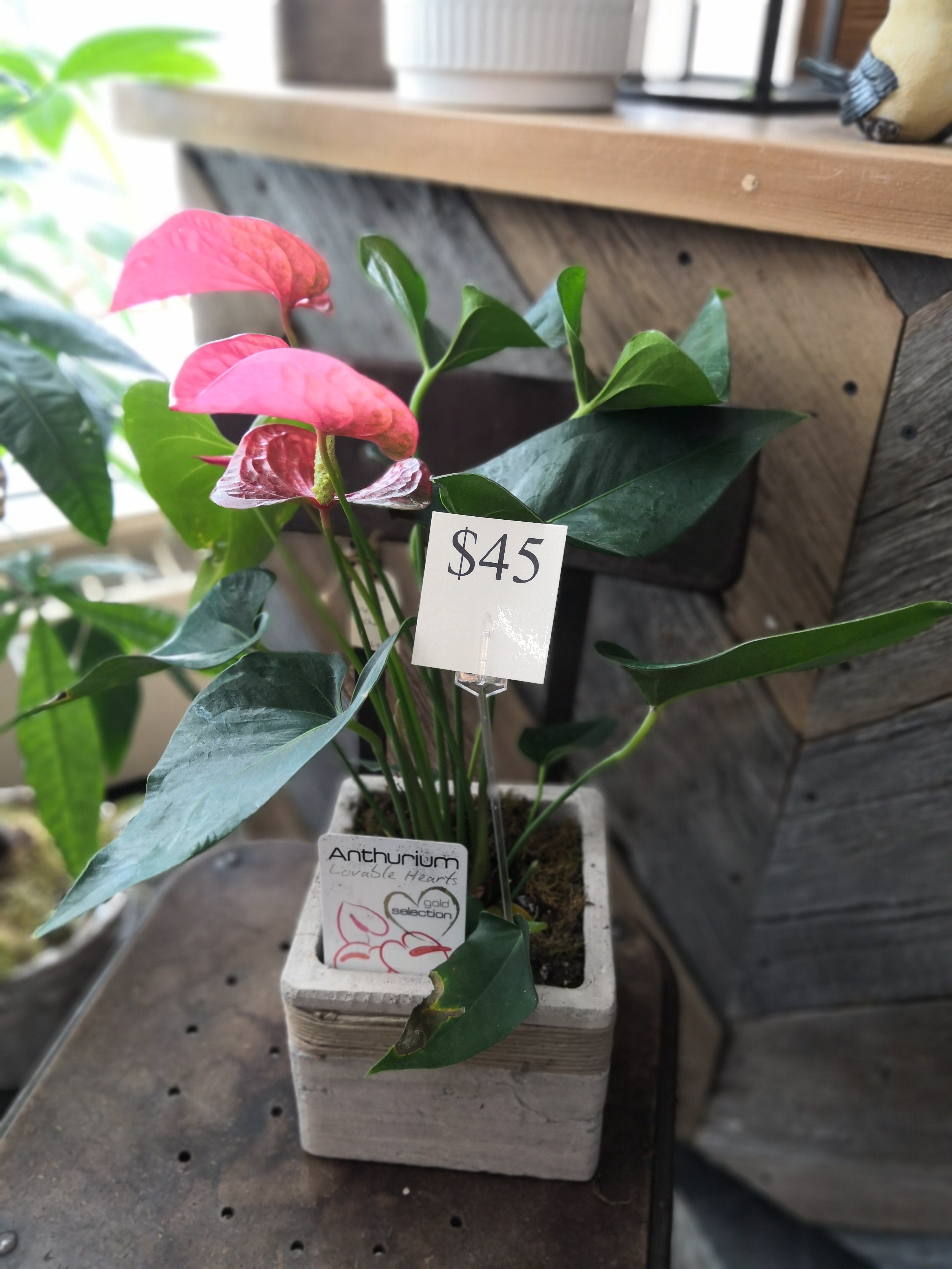 Listowel Florist Indoor Plant Plant