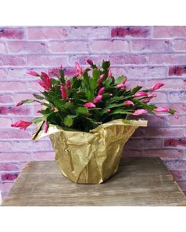 Christmas Cactus Plant