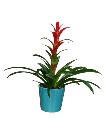 Bromeliad Plant