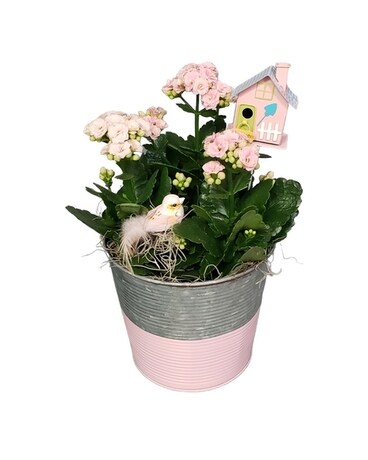 Calandiva Plant