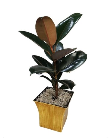 Rubber Tree Plant