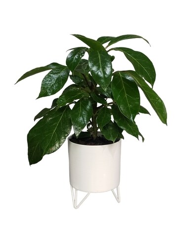 Schefflera Plant