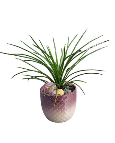 Agave Spaghetti Plant Plant