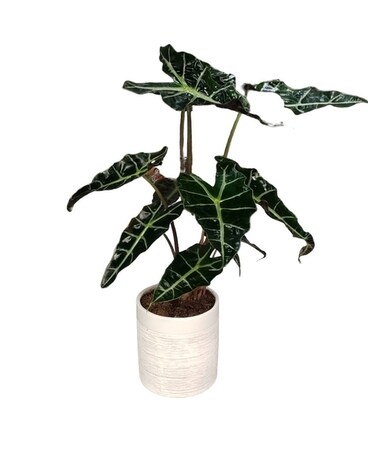 Alocasia Polly Plant