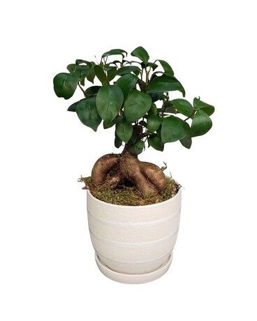 Ginseng Bonsai Ficus Plant