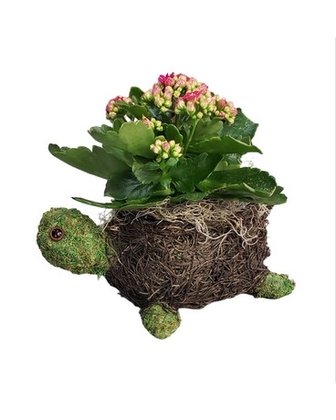 Calandiva in turtle planter Plant