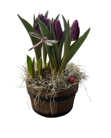 Tulip Bulb Plant