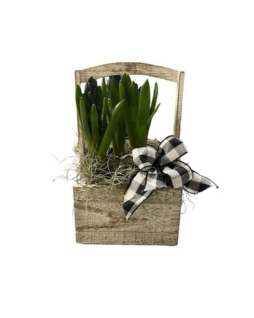 Hyacinth Bulb Plant
