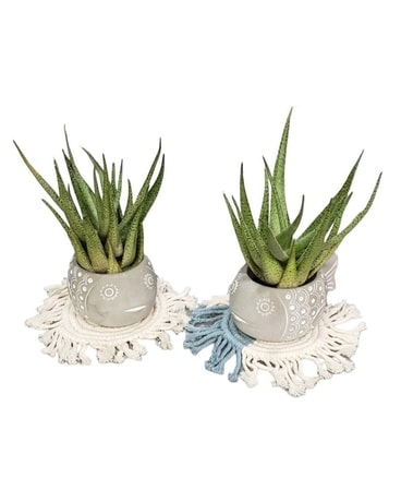 Aloe/ Fish / Doily Plant