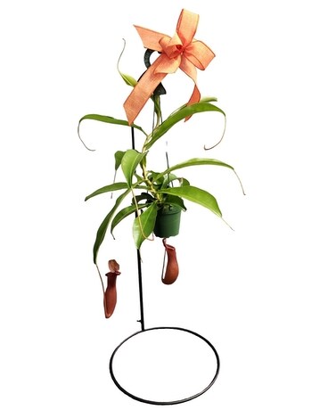 Pitcher Plant Plant