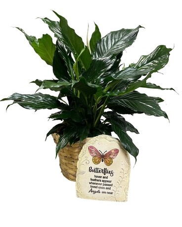 Peace Lily with Butterflies Stone Plant