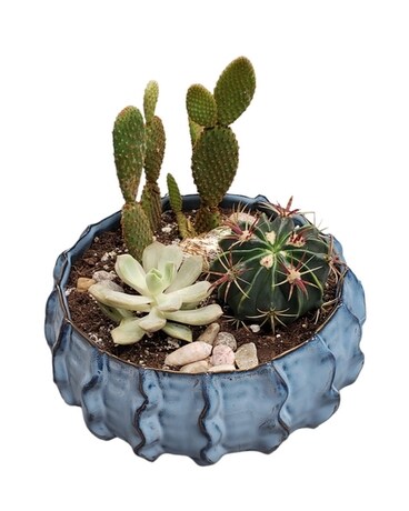 Succulent Garden 8 in Plant