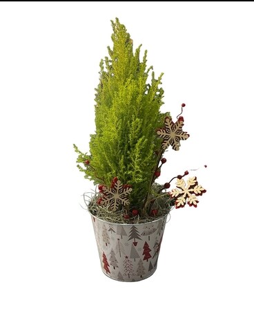 Lemon Cypress Plant